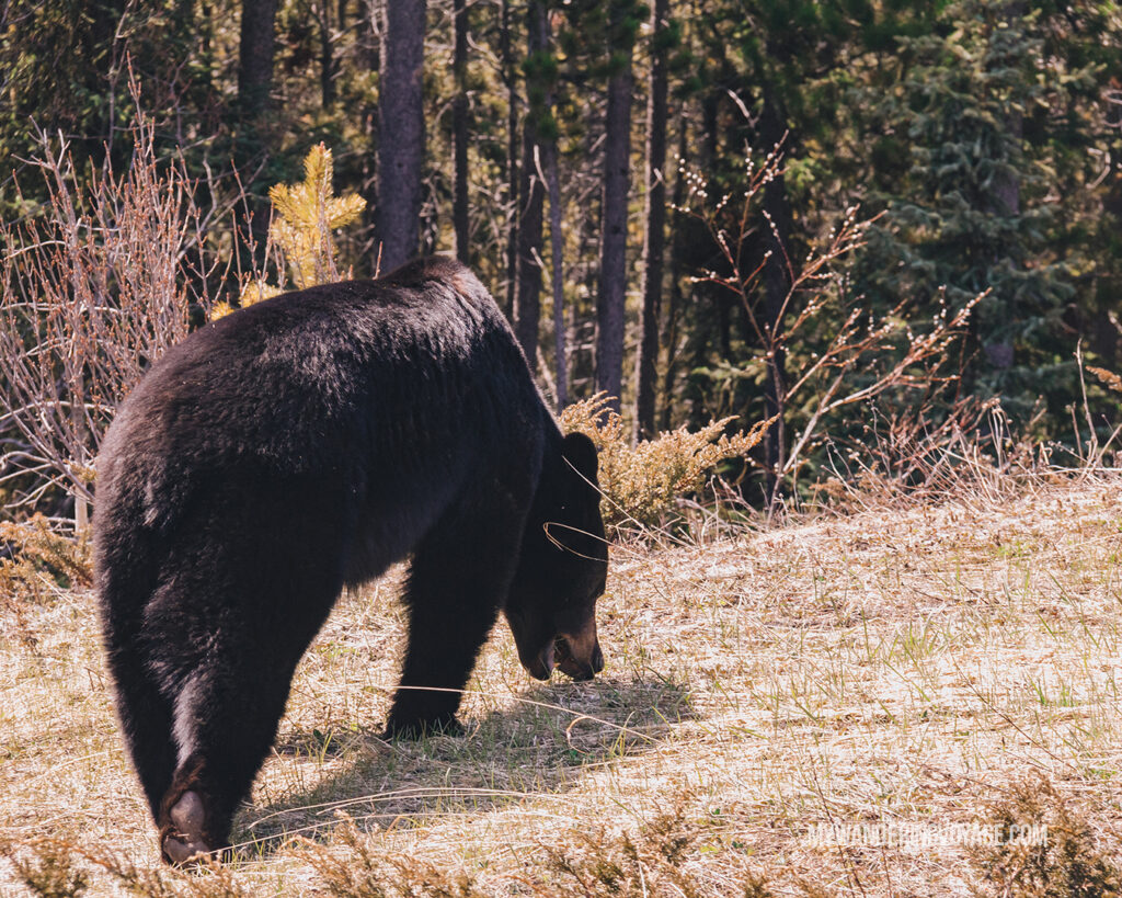 Black bear | Top things to see in Jasper and Banff | My Wandering Voyage