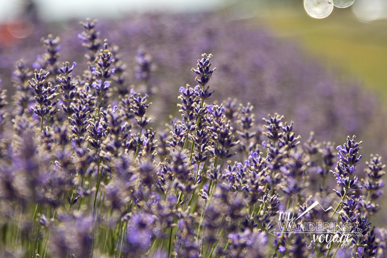 lavender fields festival