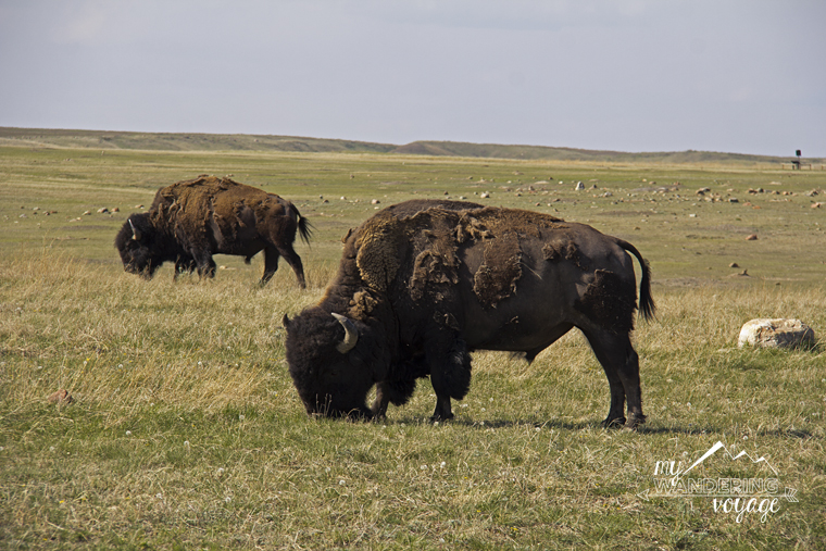 Bison Grasslands National Park Saskatchewan