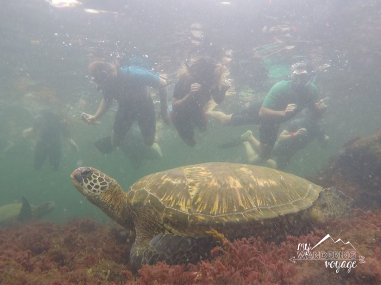 Snorkelling in the Galapagos with Pahoehoe tours