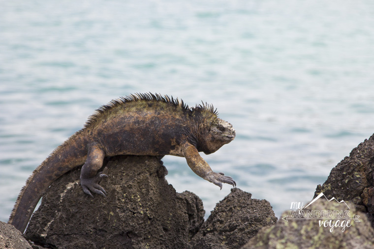 Marine Iguana of Galapagos | My Wandering Voyage Travel Blog