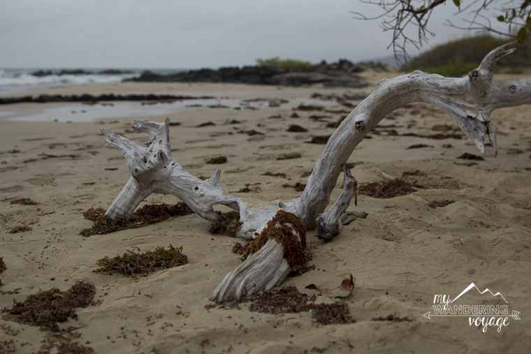 Isabela Island Galapagos | My Wandering Voyage travel blog