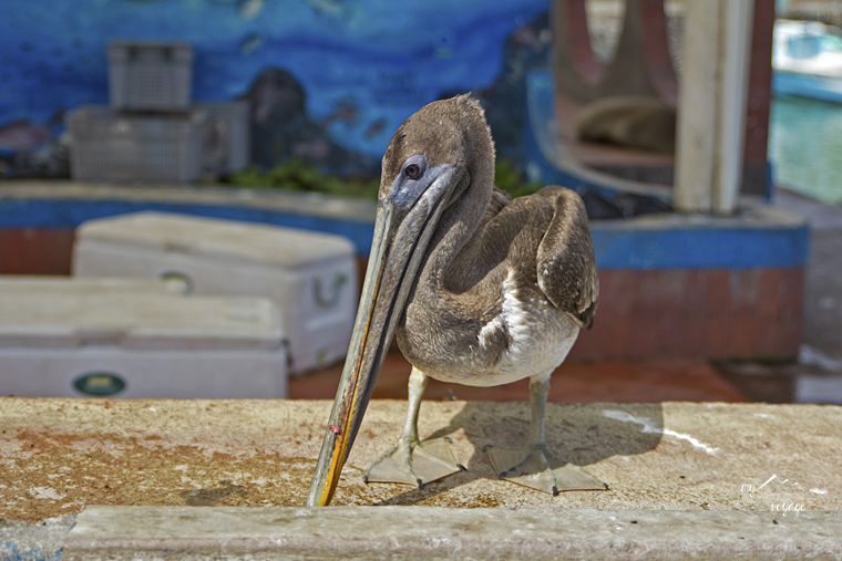 Pelican at the fish market - Galapagos Islands | My Wandering Voyage travel blog
