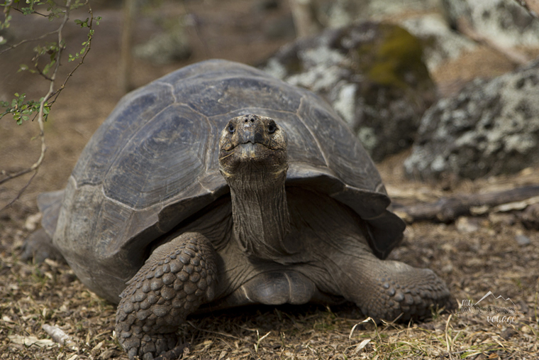 Giant Tortoise, Floreana Island Galapagos | My Wandering Voyage travel blog