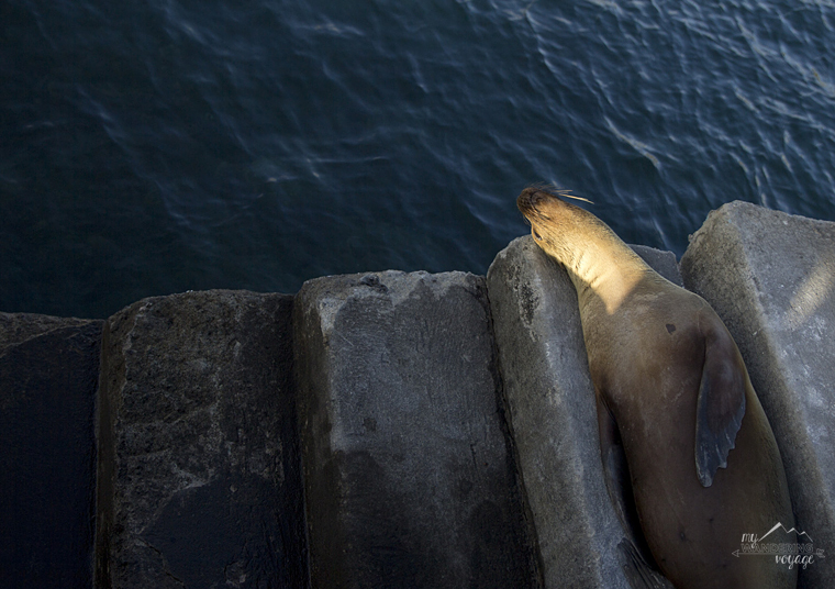 Sea Lion, Floreana Island, Galapagos | My Wandering Voyage travel blog