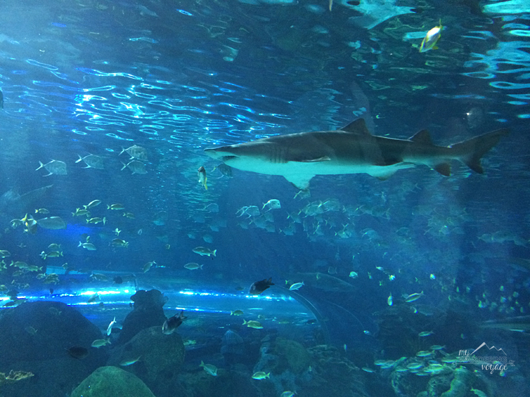 Ripley's Aquarium of Canada - Top ten things to do in Toronto for first timers | My Wandering Voyage travel blog