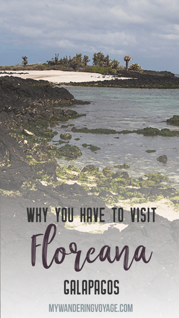 Visit Galapagos: Floreana Island – Remote, rugged, and purely magical. Floreana Island is one of the more remote islands in the Galapagos, Ecuador. Here’ why it’s one island you can’t miss. | My Wandering Voyage travel blog