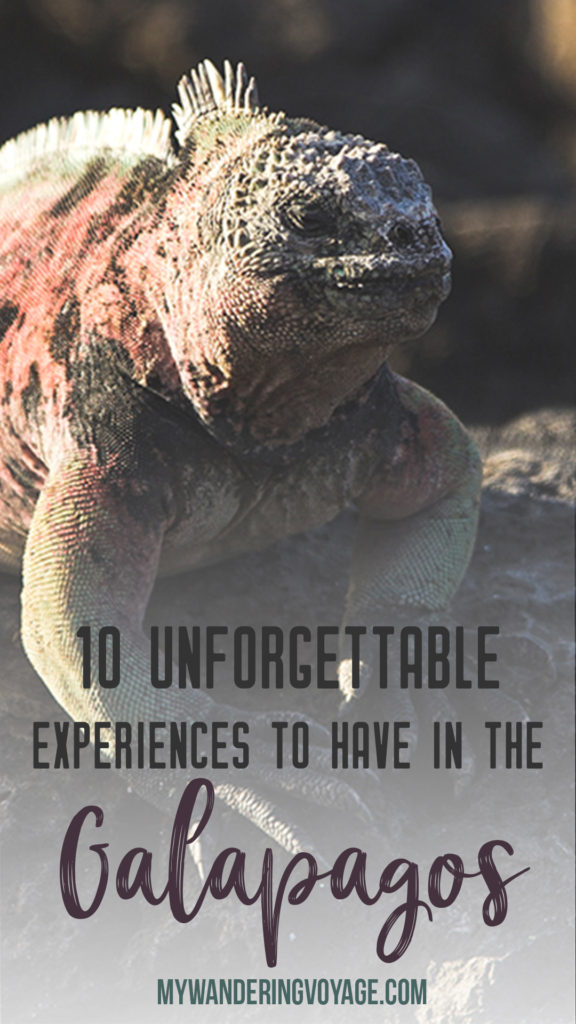 10 unforgettable experiences to have in the Galapagos – Galapagos is everything a traveller dreams of and more. Here are 10 unforgettable experiences to have in this South American travel destination. | My Wandering Voyage travel blog