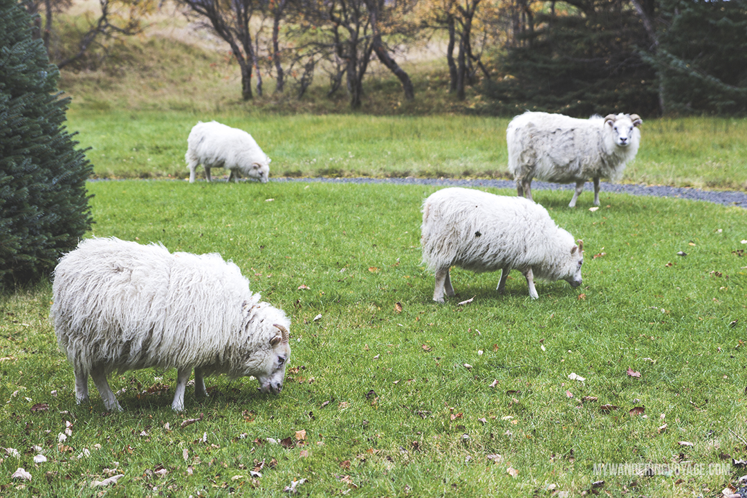 Icelandic sheep - The Golden Circle is a well-known destination in Iceland, and it’s easy to see why. The Golden Circle is part of a road loop that can be seen in a day from Reykjavik and hits some of Iceland’s most famous landmarks | My Wandering Voyage travel blog