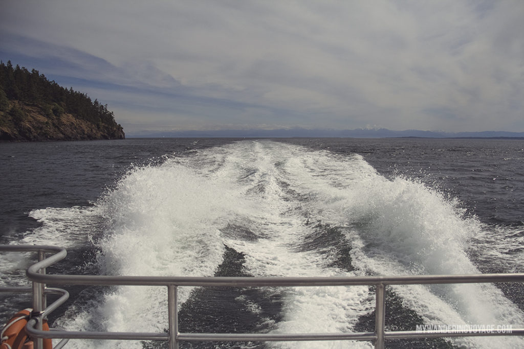 Salish Sea | Whale watching is one of the best experiences to have in British Columbia. With so many whales calling the Salish Sea home, it’s the best place to view Orcas in their natural habitat. Take a whale watching tour with Eagle Wing tours. | My Wandering Voyage travel blog