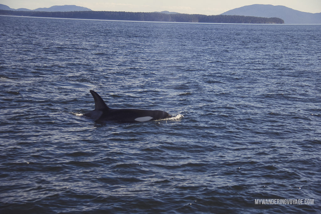 Whale Watching in Victoria, British Columbia | Whale watching is one of the best experiences to have in British Columbia. With so many whales calling the Salish Sea home, it’s the best place to view Orcas in their natural habitat. Take a whale watching tour with Eagle Wing Whale and Wildlife Watching Tours. | My Wandering Voyage travel blog
