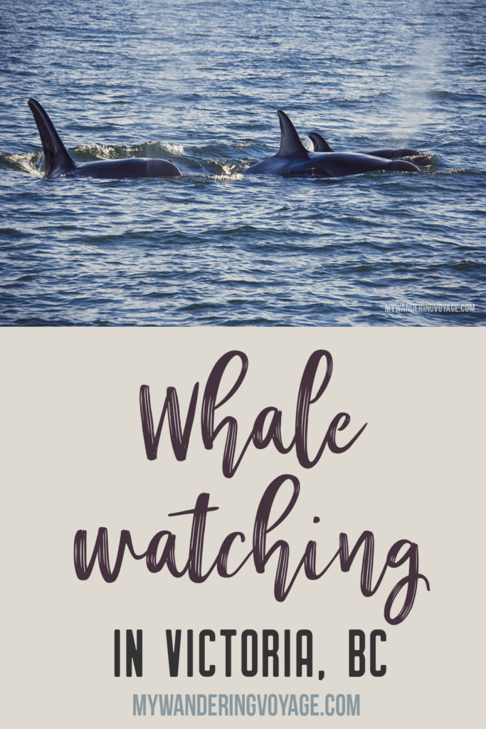 Whale watching is one of the best experiences to have in British Columbia. With so many whales calling the Salish Sea home, it’s the best place to view Orcas in their natural habitat. Take a whale watching tour with Eagle Wing Whale and Wildlife Watching Tours. #whalewatching #wild4whales #orcas #britishcolumbia #thingstodoinbritishcolumbia #victoria #victoriabc #thingstodoinvictoriabc #travel #canada