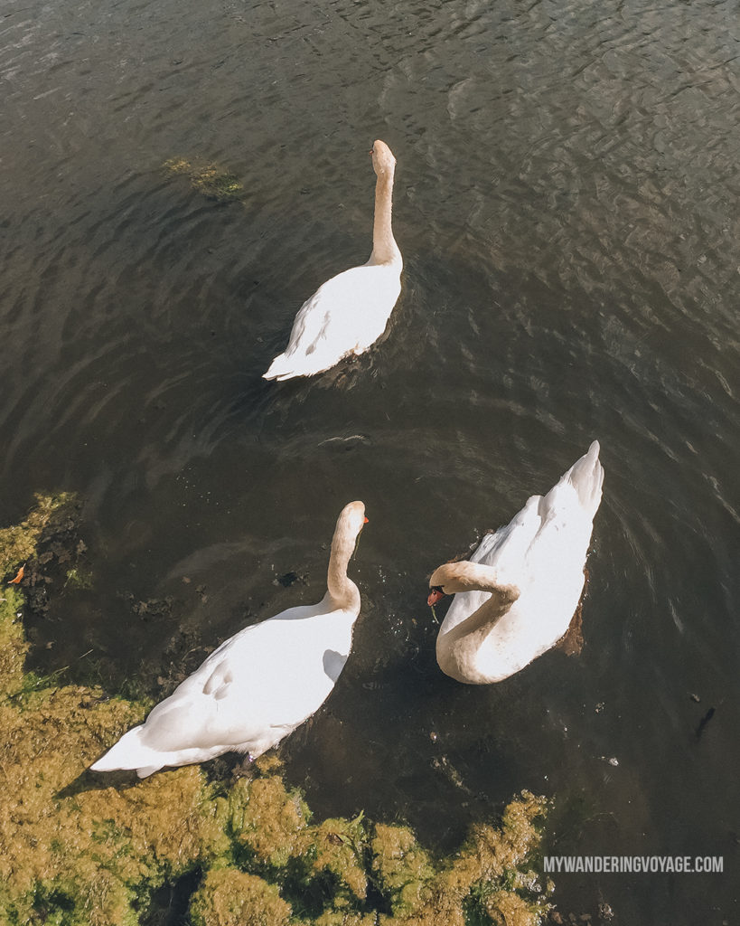 Swans in Elora | The ultimate list of things to do in Elora, Ontario. Visit Elora for its small town charm, natural beauty and one-of-a-kind shops and restaurants | My Wandering Voyage travel blog