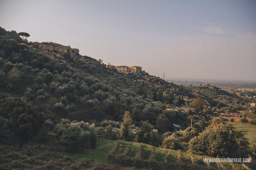 Tivoli, Italy olive grove | Visit UNESCO World Heritage Sites Villa Adriana and Villa d’Este in a day trip to Tivoli, Italy, a mountainside town about 30 kilometres from Rome. | My Wandering Voyage travel blog #rome #italy #travel #UNESCO
