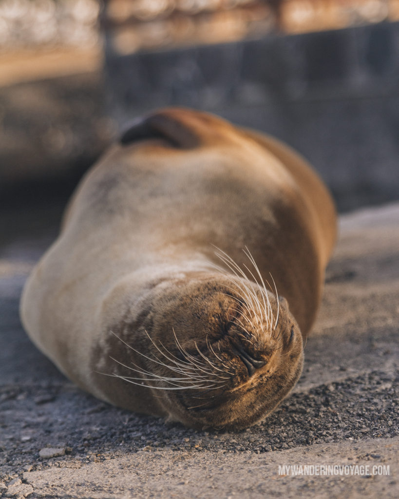 Sea Lion up close | A trip to the Galapagos Islands will be unforgettable, and with these Galapagos Islands travel tips, you’ll be sure to have a worry-free trip from start to finish. | My Wandering Voyage travel blog #galapagos #galapagosislands #travel #traveltips #Ecuador #southamerica