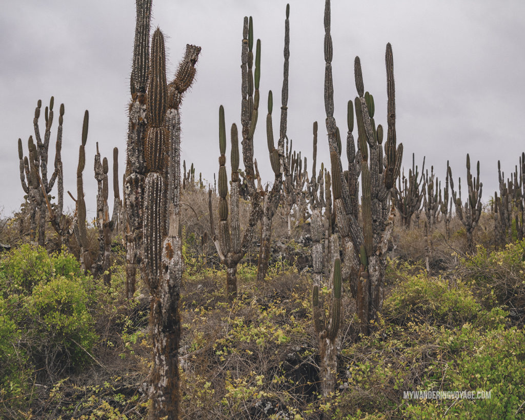 Cacti forest Galapagos | What to pack for the Galapagos Islands. Find out what to bring, what to leave at home, when the best time to visit the Galapagos Islands is, and other tips in this Galapagos packing list. | My Wandering Voyage travel blog #travel #galapagos #galapagosislands #packing list