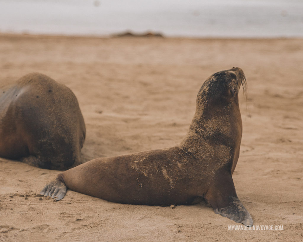 Galapagos Sea Lion | A trip to the Galapagos Islands will be unforgettable, and with these Galapagos Islands travel tips, you’ll be sure to have a worry-free trip from start to finish. | My Wandering Voyage travel blog #galapagos #galapagosislands #travel #traveltips #Ecuador #southamerica
