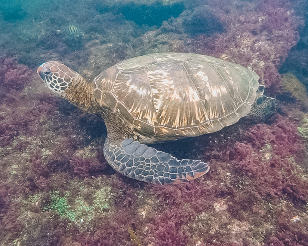 Galapaos Green turtle | A trip to the Galapagos Islands will be unforgettable, and with these Galapagos Islands travel tips, you’ll be sure to have a worry-free trip from start to finish. | My Wandering Voyage travel blog #galapagos #galapagosislands #travel #traveltips #Ecuador #southamerica