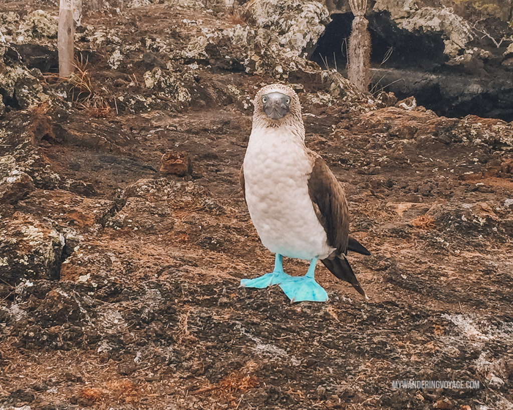 blue-footed booby | A trip to the Galapagos Islands will be unforgettable, and with these Galapagos Islands travel tips, you’ll be sure to have a worry-free trip from start to finish. | My Wandering Voyage travel blog #galapagos #galapagosislands #travel #traveltips #Ecuador #southamerica