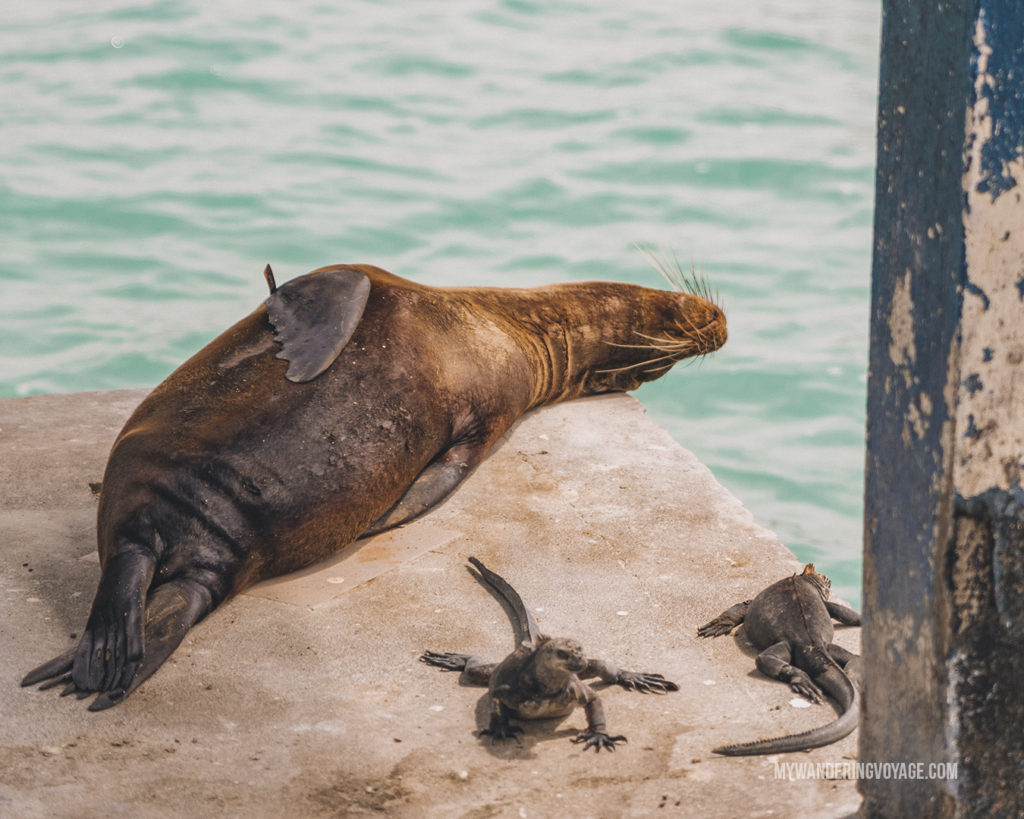 Sea Lion and iguanas resting | A trip to the Galapagos Islands will be unforgettable, and with these Galapagos Islands travel tips, you’ll be sure to have a worry-free trip from start to finish. | My Wandering Voyage travel blog #galapagos #galapagosislands #travel #traveltips #Ecuador #southamerica