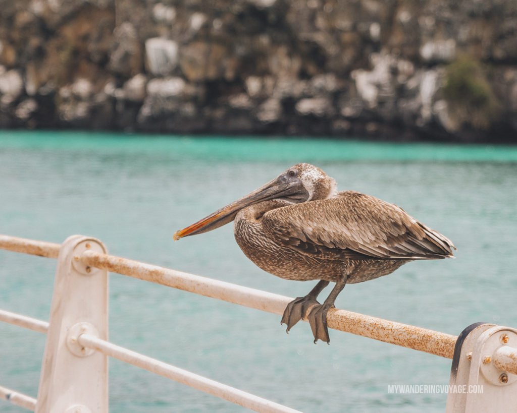 Pelican | A trip to the Galapagos Islands will be unforgettable, and with these Galapagos Islands travel tips, you’ll be sure to have a worry-free trip from start to finish. | My Wandering Voyage travel blog #galapagos #galapagosislands #travel #traveltips #Ecuador #southamerica
