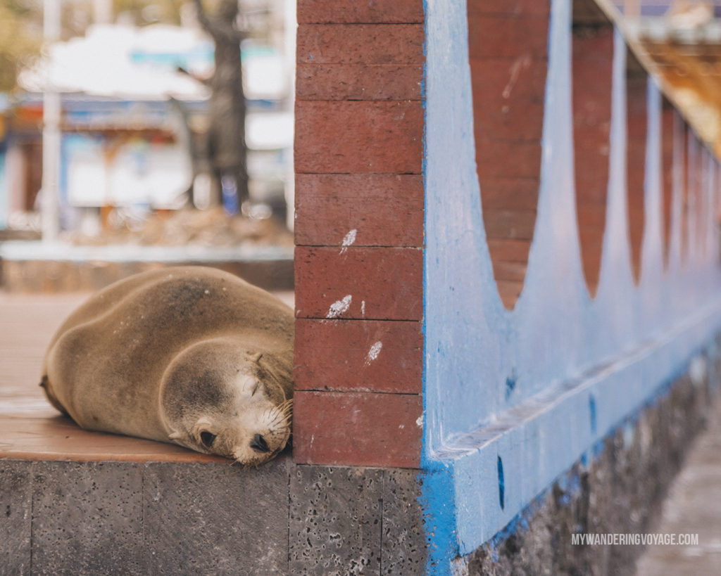 Sea Lion resting | A trip to the Galapagos Islands will be unforgettable, and with these Galapagos Islands travel tips, you’ll be sure to have a worry-free trip from start to finish. | My Wandering Voyage travel blog #galapagos #galapagosislands #travel #traveltips #Ecuador #southamerica