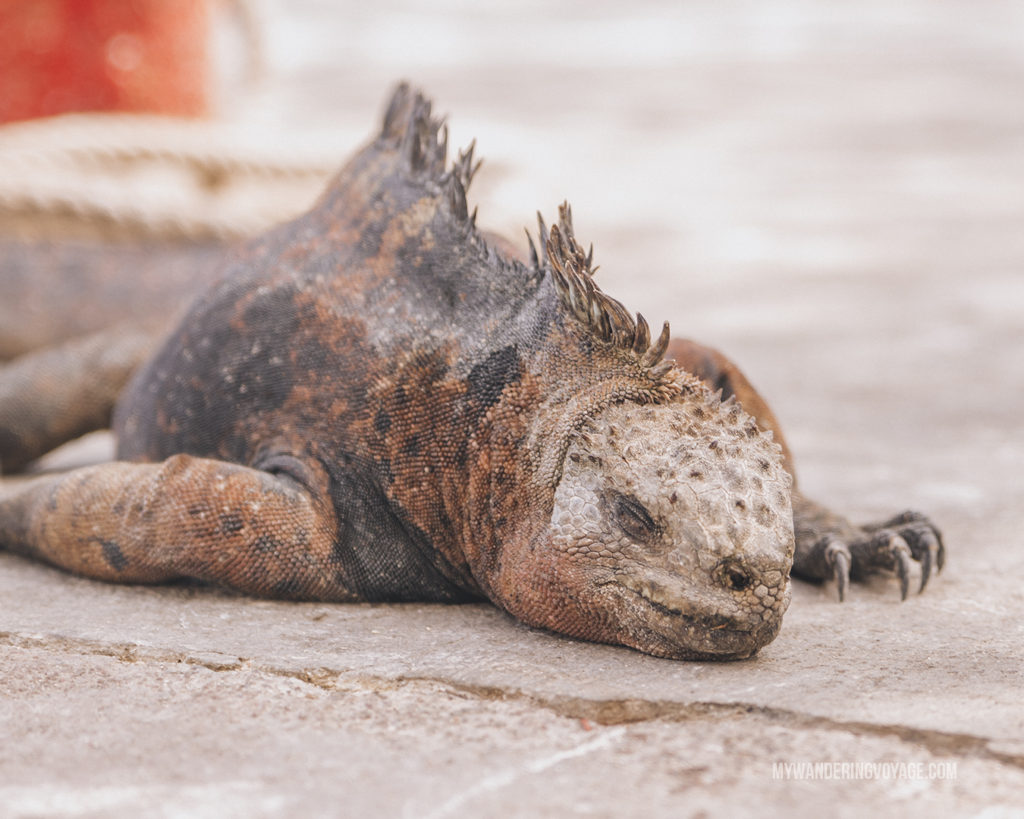 Marine Iguana | A trip to the Galapagos Islands will be unforgettable, and with these Galapagos Islands travel tips, you’ll be sure to have a worry-free trip from start to finish. | My Wandering Voyage travel blog #galapagos #galapagosislands #travel #traveltips #Ecuador #southamerica