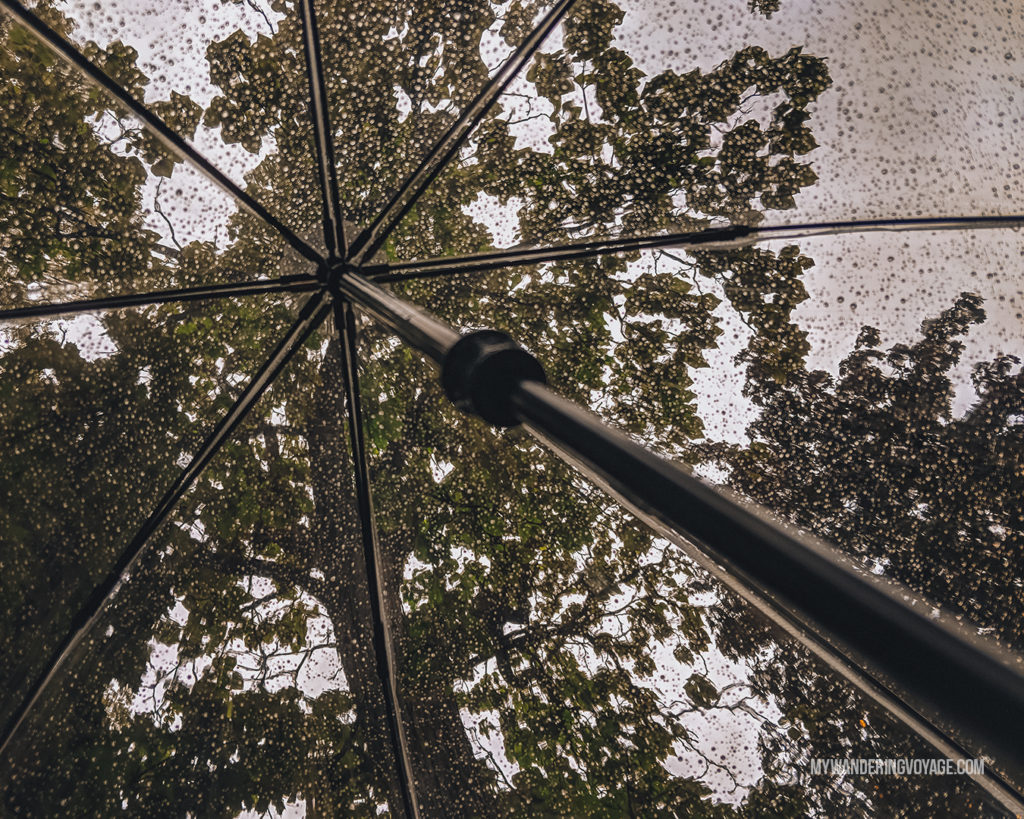 Looking up through a clear umbrella in the rain | With the powerful device in your pocket you can take incredible photos of your travels. Here is the ultimate guide to smartphone travel photography. | My Wandering Voyage travel blog #travel #photography #tips #travelphotography #smartphonephotography