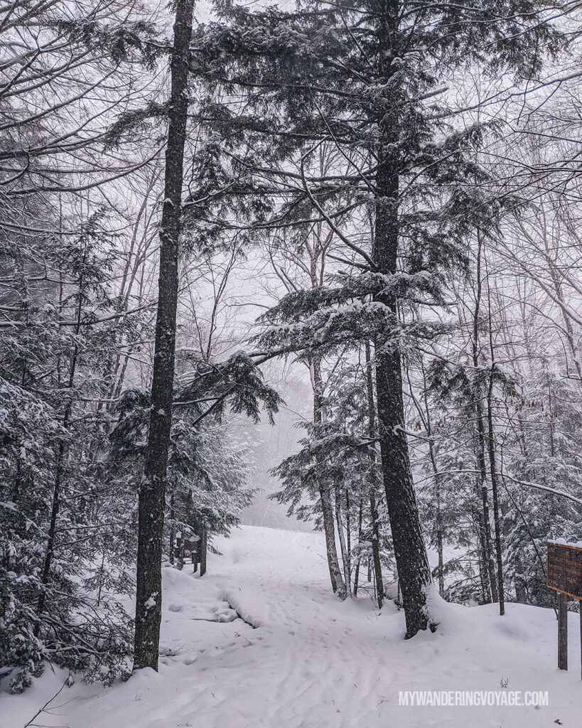 Snow forest path muskoka