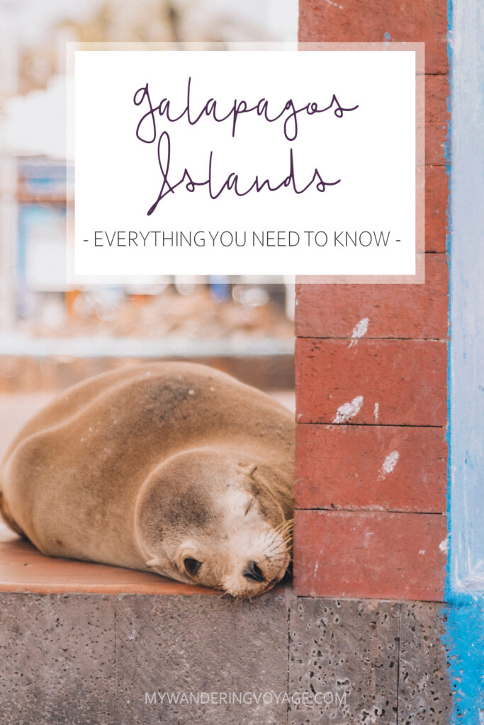 A trip to the Galapagos Islands will be unforgettable, and with these Galapagos Islands travel tips, you’ll be sure to have a worry-free trip from start to finish. | My Wandering Voyage travel blog #galapagos #galapagosislands #travel #traveltips #Ecuador #southamerica