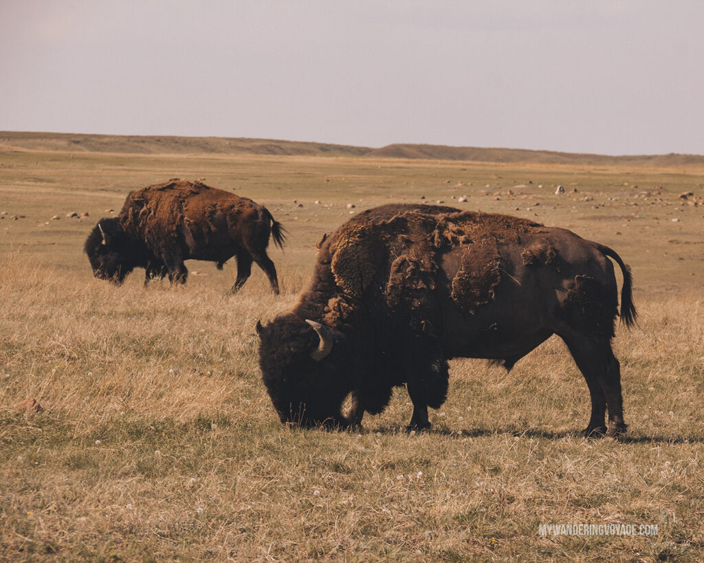 Bison at Grasslands National Park | Canada Travel Guide | My Wandering Voyage travel blog