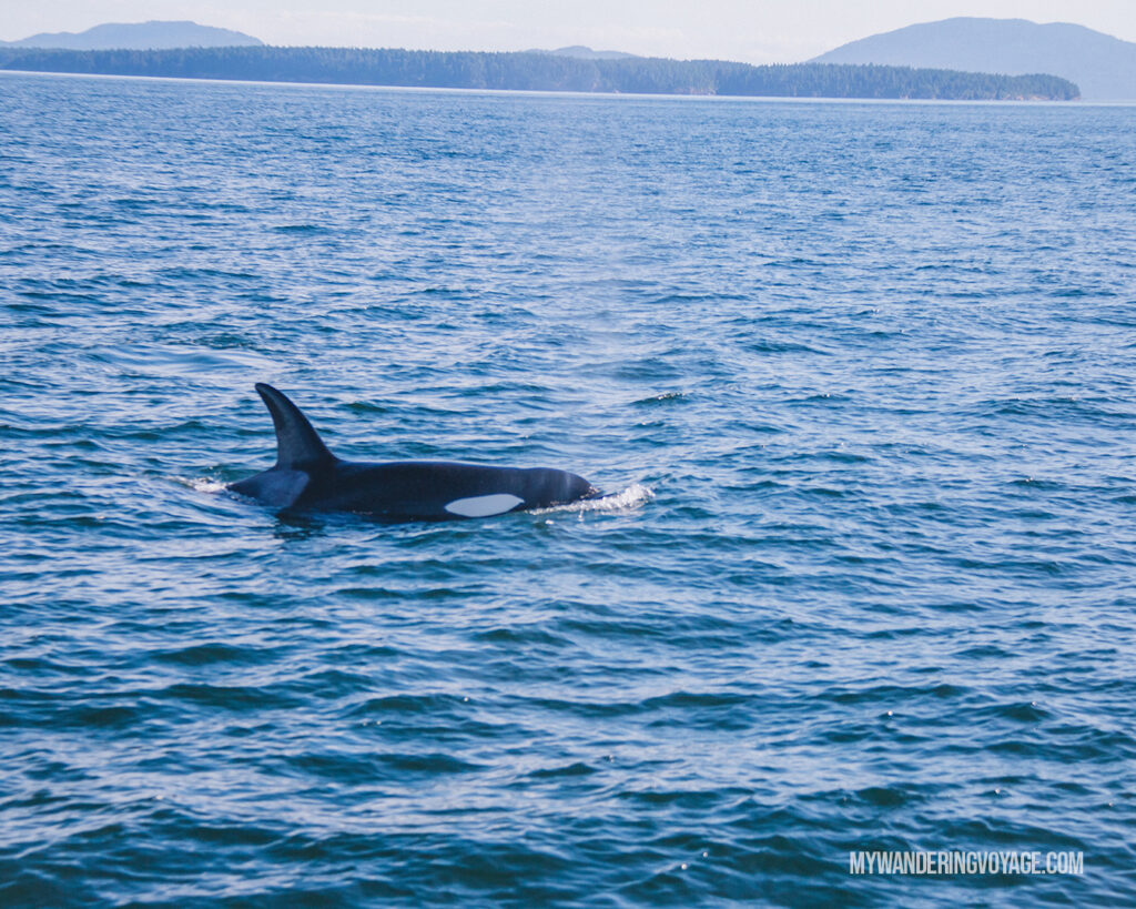 Orca Whale Watching in Victoria | Vancouver Island road trip 5 day itinerary | My Wandering Voyage