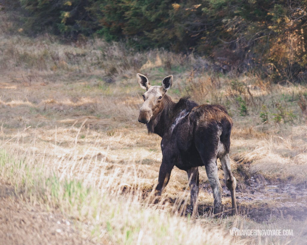 Seeing a moose was the highlight of a road trip | Road trip tips: What you need to know about taking a cross-country road trip | My Wandering Voyage travel blog #Travel #RoadTrip #Canada #USA