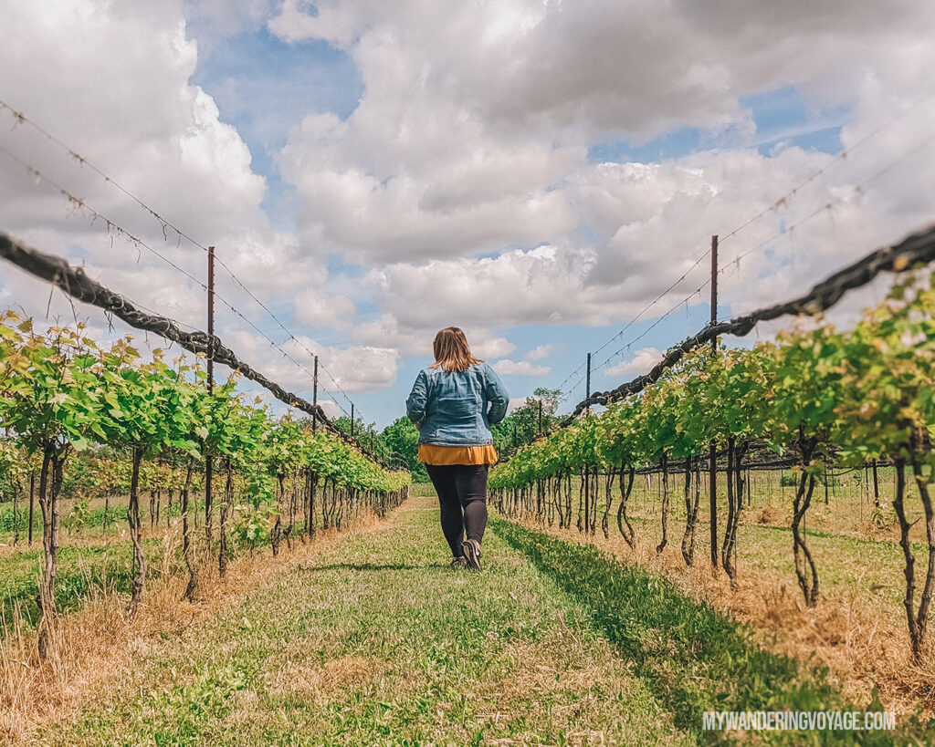 Walking through the self guided tour of the Hounds of Erie Winery | Discover Ontario’s Garden: Relaxing things to do in Norfolk County | My Wandering Voyage travel blog
