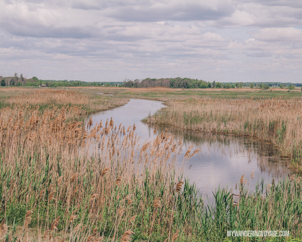 Big Creek Wildlife Management Area | Discover Ontario’s Garden: Relaxing things to do in Norfolk County | My Wandering Voyage travel blog