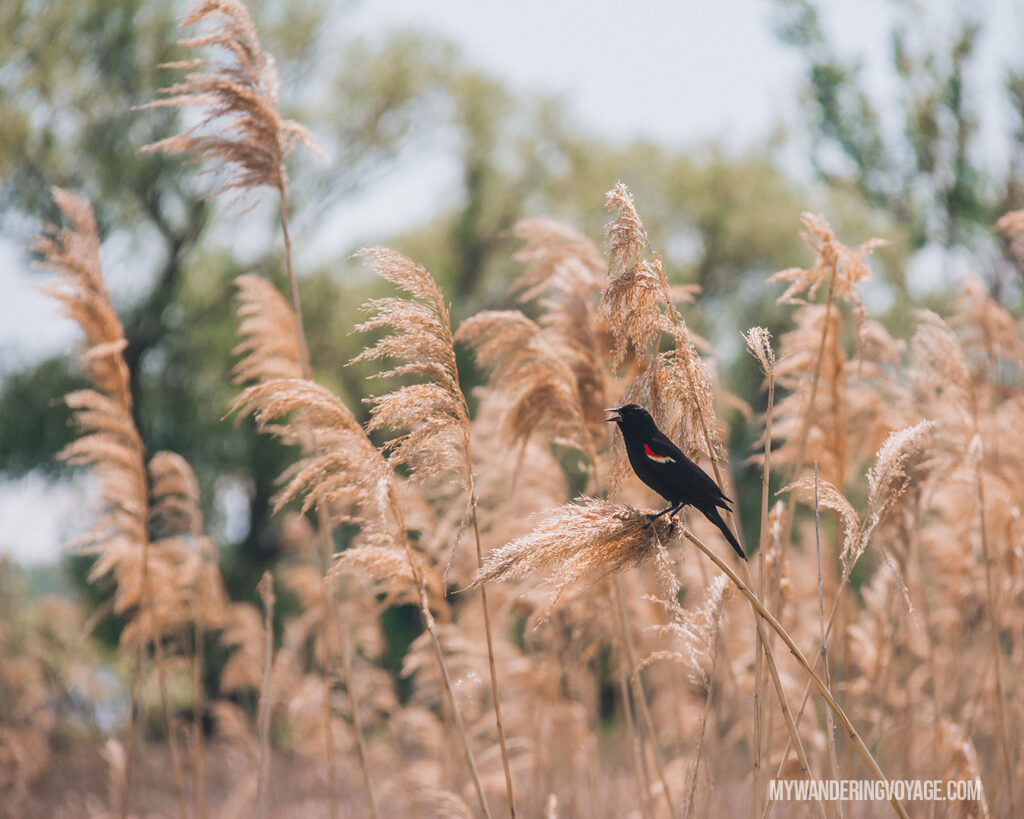 Bird watching in Long Point Provincial Park | Discover Ontario’s Garden: Relaxing things to do in Norfolk County | My Wandering Voyage travel blog