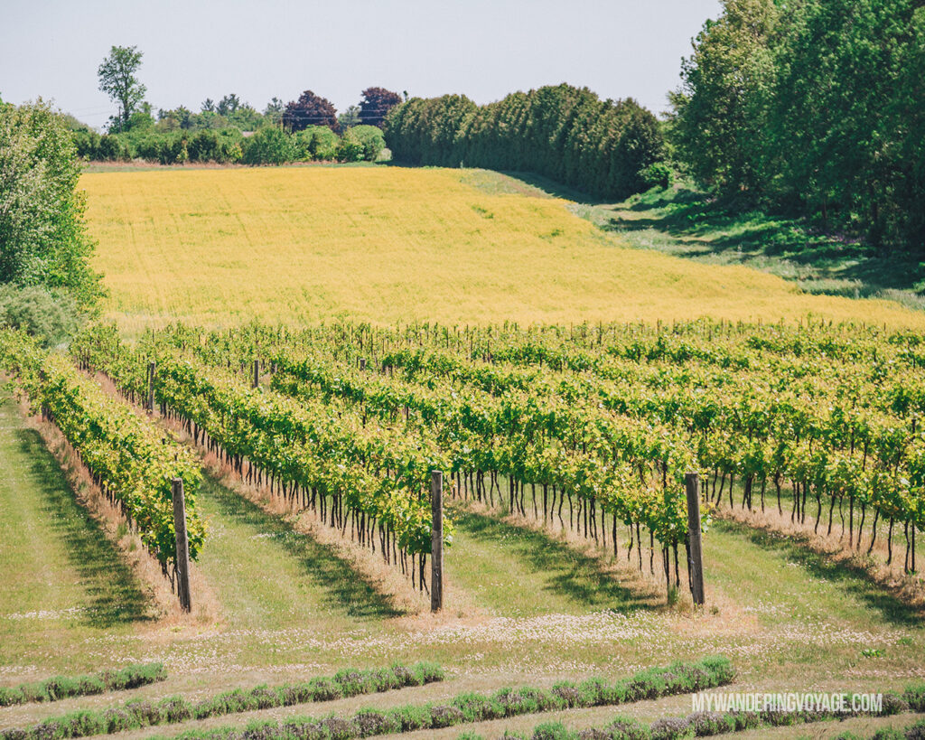 Vineyard in Norfolk County | Discover Ontario’s Garden: Relaxing things to do in Norfolk County | My Wandering Voyage travel blog