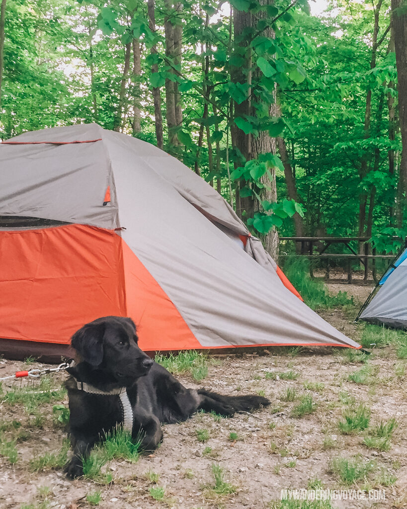 Camping with a dog | Beginners guide to camping + camping essentials | My Wandering Voyage travel blog
