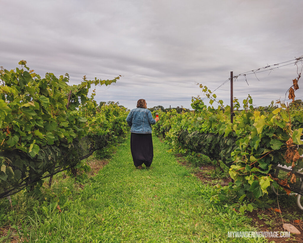 Walking through the vineyard at Coffin Ridge | Ontario Cider: Take a self-guided Georgian Bay cider tour | My Wandering Voyage travel blog #Ontario #Cider #GeorgianBay #daytrip