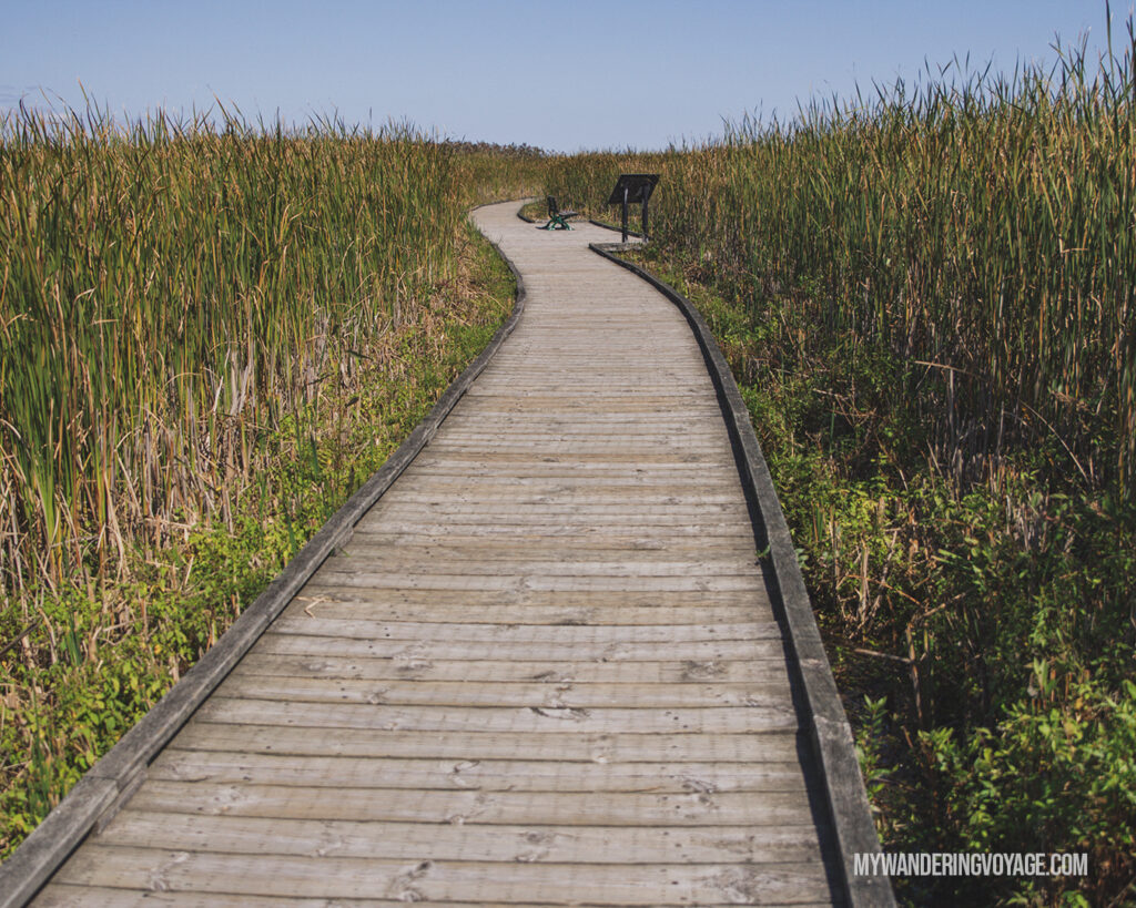 Marsh Boardwalk Trail at Point Pelee National Park | The Ultimate Guide to National Parks in Ontario | My Wandering Voyage travel blog #travel #Ontario #Canada #BrucePeninsula #ThousandIslands #camping