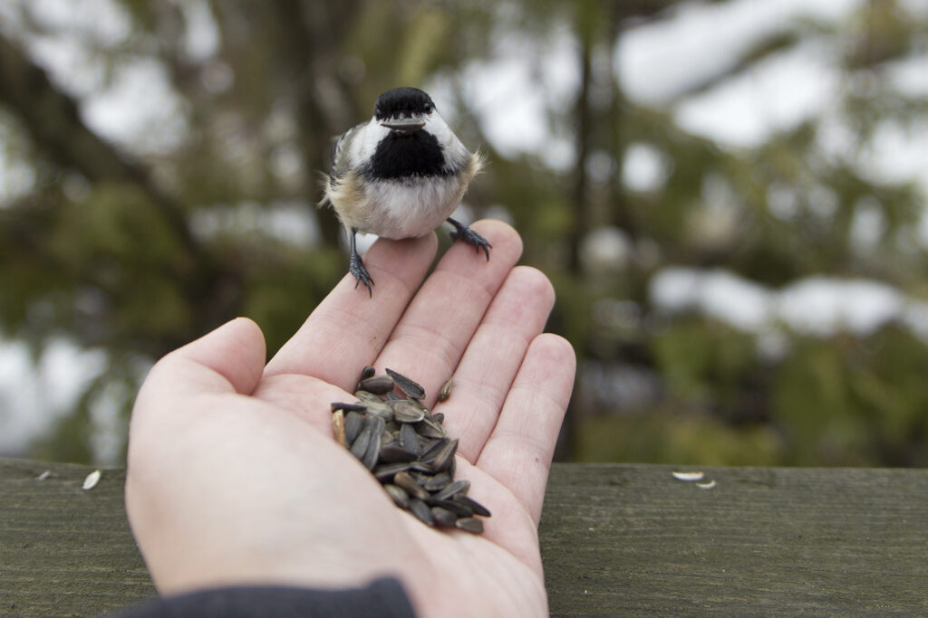 Feeding a Chickadee Best Ontario Parks to visit in the Winter | My Wandering Voyage travel blog | #Ontario #WinterTravel #Canada #Travel