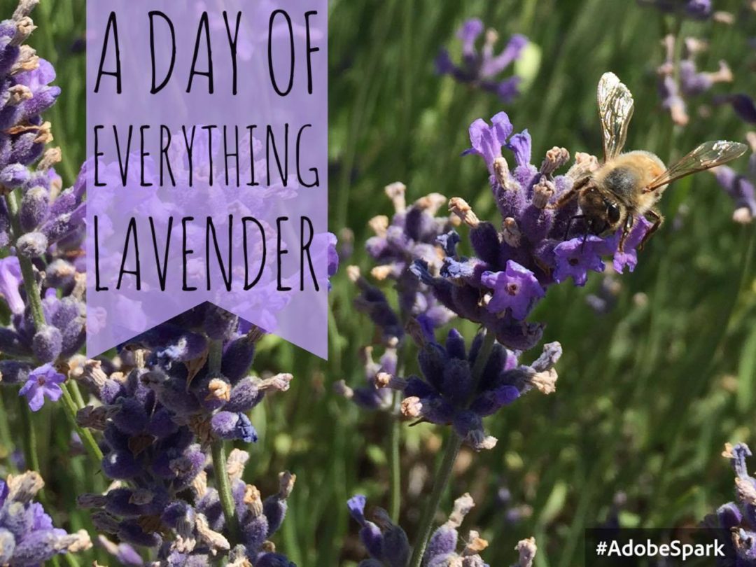 A day of everything lavender NEOB Lavender Festival in Niagaraonthe