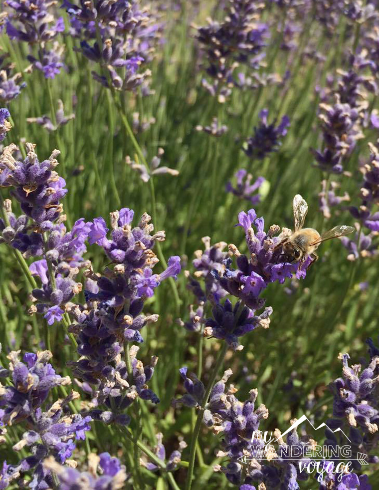 lavender fields bee