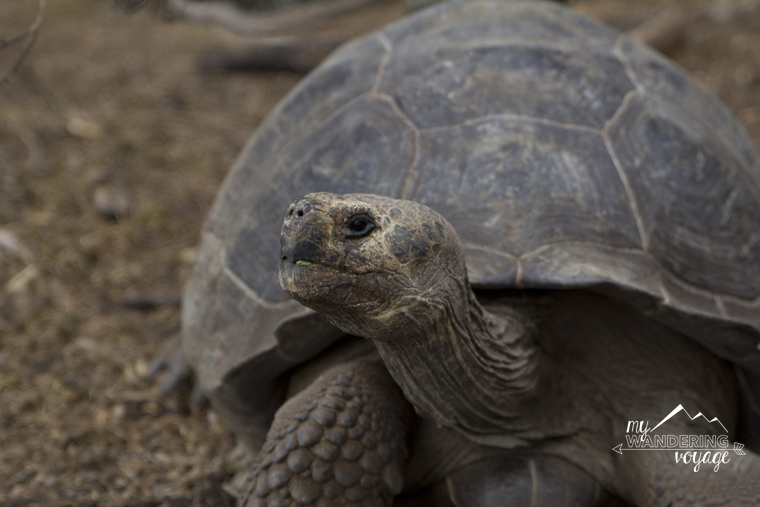 Giant Tortoise on Floreana Galapagos | My Wandering Voyage Travel Blog
