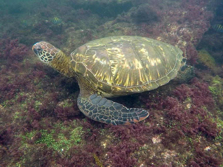 Snorkelling in the Galapagos | My Wandering Voyage travel blog