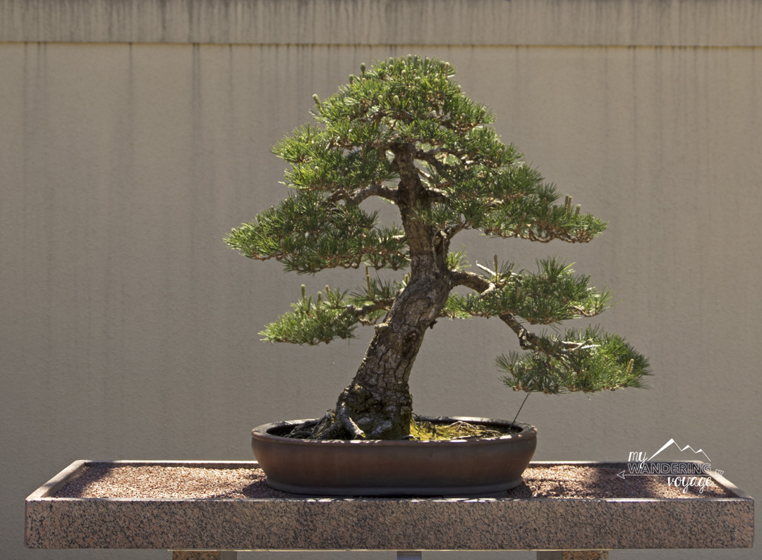 Bonsai tree at the Japanese Gardens in the Montreal Botanical Gardens - 14 essential experiences for a weekend in Montreal, Quebec, Canada | My Wandering Voyage travel blog
