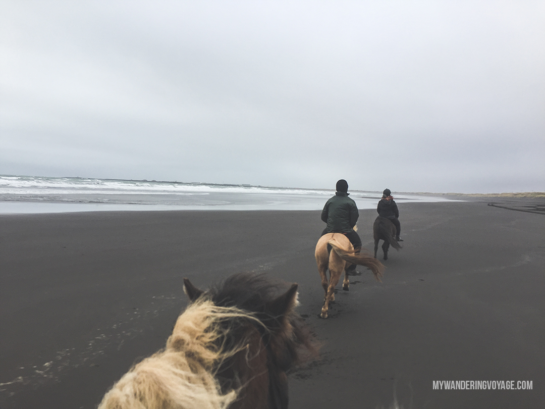 Horseback riding in Iceland is the perfect souvenir. Do your research on the place you’d like to book with. I am so happy I booked with Alhestar - Horseback Riding in Iceland, the perfect souvenir | My Wandering Voyage travel blog