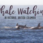 Whale watching is one of the best experiences to have in British Columbia. With so many whales calling the Salish Sea home, it’s the best place to view Orcas in their natural habitat. Take a whale watching tour with Eagle Wing Whale and Wildlife Watching Tours. | My Wandering Voyage travel blog