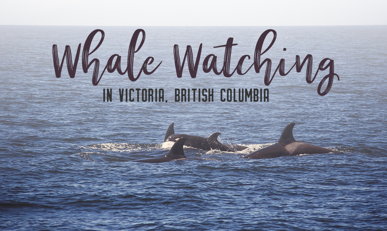 Whale watching is one of the best experiences to have in British Columbia. With so many whales calling the Salish Sea home, it’s the best place to view Orcas in their natural habitat. Take a whale watching tour with Eagle Wing Whale and Wildlife Watching Tours. | My Wandering Voyage travel blog