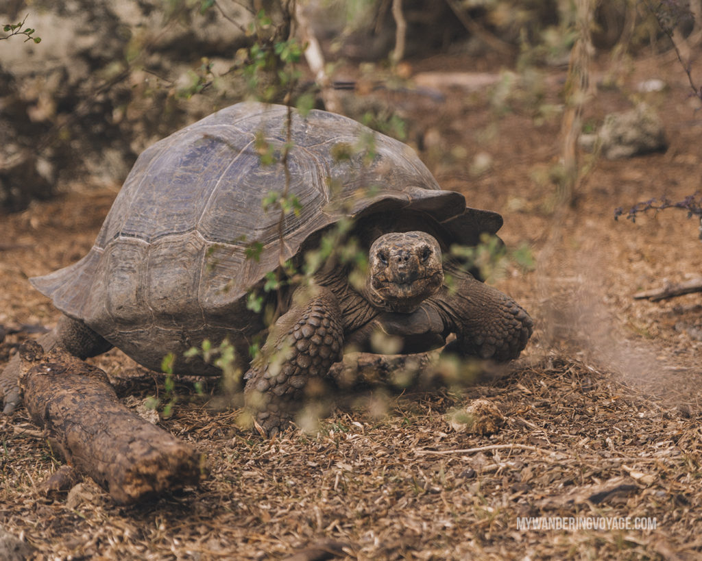 Galapagos Giant Tortoise | What to pack for the Galapagos Islands. Find out what to bring, what to leave at home, when the best time to visit the Galapagos Islands is, and other tips in this Galapagos packing list. | My Wandering Voyage travel blog #travel #galapagos #galapagosislands #packing list